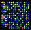 GenoExplorer™ Biochips